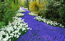 Es erblühen wieder Millionen von Blumen im schönsten Frühlingspark der Welt. Tauchen Sie ein in ein Meer aus Farben und ... 