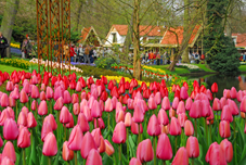 Über Sieben Millionen Tulpen, Narzissen und Hyazinthen tauchen das 32 Hektar große Ausstellungsgelände in ein Blütengewand mit überwältigender Farbenfülle. In den zahl- reichen Pavillons werden zusätzlich die unterschiedlichsten Sonderschauen präsentiert. 